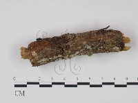 剛毛絲皮菌藏品圖，第3張