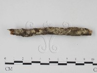 剛毛絲皮菌藏品圖，第3張
