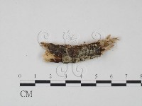 登錄號:F0021713藏品圖，第1張