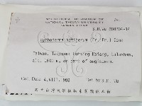 剛毛絲皮菌藏品圖，第2張