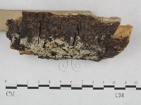 剛毛絲皮菌藏品圖，第3張