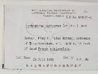 剛毛絲皮菌藏品圖，第2張