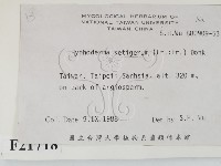 剛毛絲皮菌藏品圖，第2張