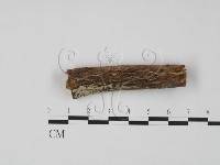 登錄號:F0021719藏品圖，第1張
