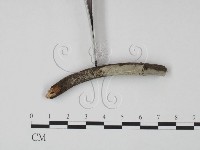 剛毛絲皮菌藏品圖，第3張