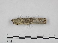 剛毛絲皮菌藏品圖，第4張