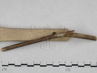 剛毛絲皮菌藏品圖，第3張