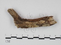 登錄號:F0021726藏品圖，第1張
