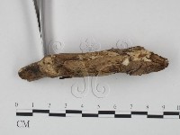 登錄號:F0021726藏品圖，第3張