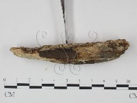 登錄號:F0021728藏品圖，第3張
