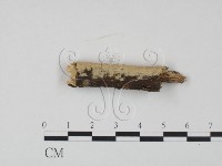 登錄號:F0021735藏品圖，第1張