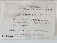 剛毛絲皮菌藏品圖，第2張