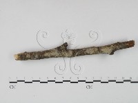 剛毛絲皮菌藏品圖，第1張