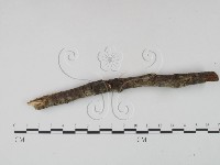 剛毛絲皮菌藏品圖，第3張