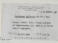 剛毛絲皮菌藏品圖，第2張