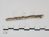 剛毛絲皮菌藏品圖，第1張