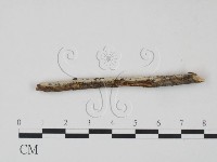 剛毛絲皮菌藏品圖，第3張