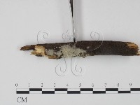 剛毛絲皮菌藏品圖，第3張
