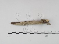 剛毛絲皮菌藏品圖，第1張
