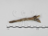 剛毛絲皮菌藏品圖，第3張