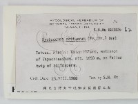 剛毛絲皮菌藏品圖，第2張