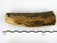 登錄號:F0021745藏品圖，第1張