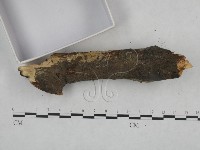 登錄號:F0021746藏品圖，第4張