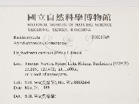 冇骨消絲齒菌藏品圖，第2張