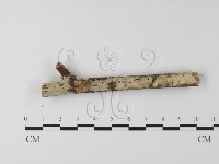 登錄號:F0021750藏品圖，第3張