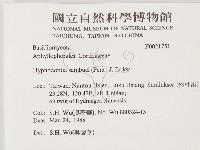 冇骨消絲齒菌藏品圖，第2張