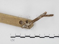 冇骨消絲齒菌藏品圖，第3張