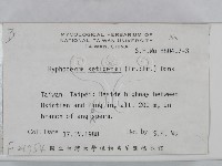 剛毛絲皮菌藏品圖，第2張