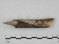 剛毛絲皮菌藏品圖，第1張