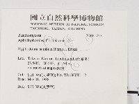 冇骨消絲齒菌藏品圖，第2張