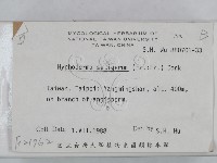 剛毛絲皮菌藏品圖，第2張