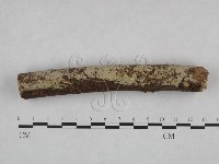 剛毛絲皮菌藏品圖，第3張
