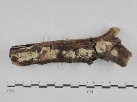 登錄號:F0021763藏品圖，第1張
