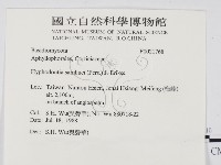 冇骨消絲齒菌藏品圖，第2張