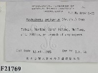 剛毛絲皮菌藏品圖，第2張