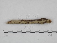 剛毛絲皮菌藏品圖，第1張