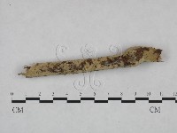 剛毛絲皮菌藏品圖，第3張