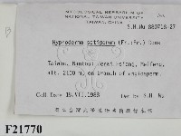 剛毛絲皮菌藏品圖，第2張