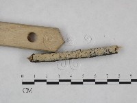 剛毛絲皮菌藏品圖，第1張