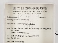 冇骨消絲齒菌藏品圖，第2張