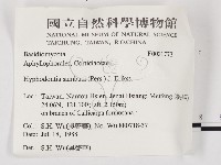 冇骨消絲齒菌藏品圖，第2張