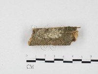 冇骨消絲齒菌藏品圖，第1張