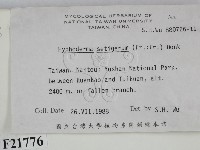 剛毛絲皮菌藏品圖，第2張
