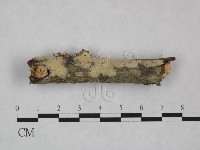 剛毛絲皮菌藏品圖，第1張
