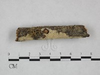剛毛絲皮菌藏品圖，第3張