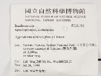冇骨消絲齒菌藏品圖，第2張